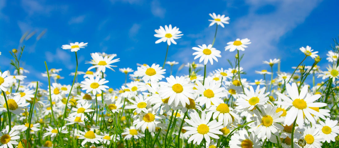 Spring Scavenger Hunt